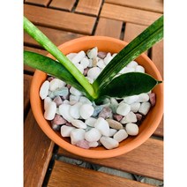 오색자갈1kg 수경재배돌 조약돌, 1개