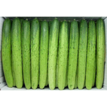 백오이 백다다기오이 국내산 특품 당일상품 발송, 10개