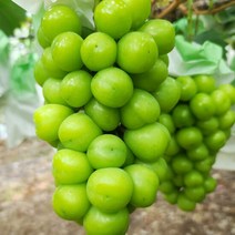 저탄소인증 샤인머스켓 2kg (특), 단품