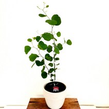 꽃나무팜 유칼립투스 폴리안 중품 감성식물 심신안정 스트레스해소 모기퇴치 공기정화식물 비염에좋은식물 (토분별도)