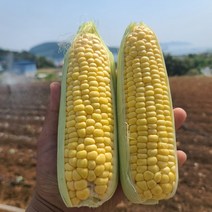 [엄지척농산물] 2023년 수확 첫출하 초당옥수수, 껍질깐 초당옥수수 특품 15cm이상 10개, 1개