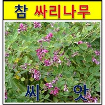 척박곳 범사면.토사유출방지/ 참싸리 /씨앗1kg, 상세페이지 참조
