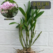 금채석곡 덴드로비움 Dendrobium nobile Lindl, 01. 5촉(화분 미포함), 1개