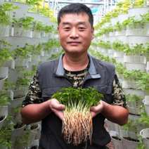 전남 함평 이승현 농부의 통째로 먹는 함평 새싹삼 50뿌리 100뿌리, 새싹삼 50뿌리 (미니/소/중 혼합)