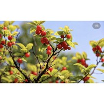 일심묘목농원 일심묘목농원 앵두나무 묘목 접목1년생 특묘 상묘 중묘, 접목1년생 (중묘)