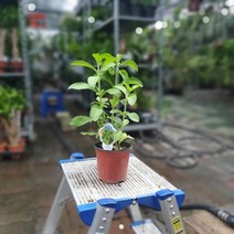 공룡꽃식물원(주) 스테비아 설탕초 허브 소품 10~25cm 25, 1개