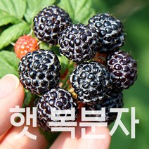 토종 복분자 2023년 수확 햇 고창복분자, 1개, 특품 10kg(트레이포장)