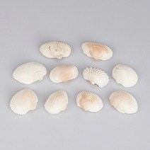 조개껍질(10개입)(화석만들기용 3-4cm) JUN-교구0399