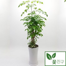 꽃친구 녹보수 전국 당일배송 개업 축하 집들이 화분