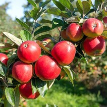 (자연마을) 햇 GAP저탄소 홍로사과 1kg 2kg, 2kg (8-12입), 1개