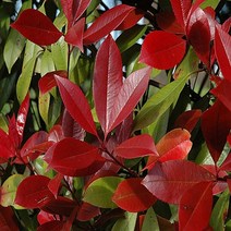 친구식물 홍가시나무 레드로빈 포트묘 신품종, 1.40cm전후