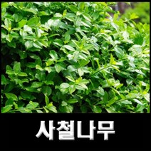 없음 사철나무, 1개
