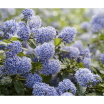 캘리포니아 라일락 레펜스[1포트]