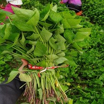 조은해남 밤/호박/꿀고구마 모종 5kg 10kg 20kg, 1박스, 호박고구마 모종5kg