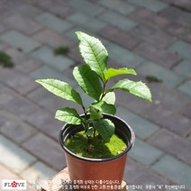 플러브 녹차나무, 1개