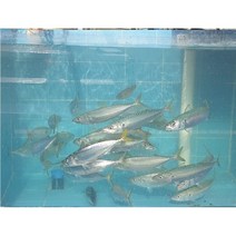 욕지도 1박2일이 추천한식당!! 활고등어구이 활고등어조림, 조림 1마리 (800g)