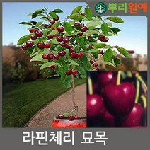 체리나무 묘목 바이오 체리나무 2년생 봄에 심을만한 묘목 ys