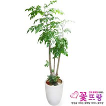 꽃뜨랑 전국배송 대형화분 행운목 해피트리 스투키 금전수 개업화분 당일배송꽃배달, A13 녹보수, 1개