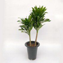 콤팩타 인테리어 플랜테리어 공기정화식물 집들이 화분 선물 75cm, 분갈이흙_신기토20L, 드라세나콤팩타