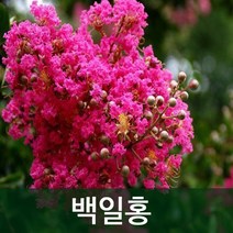 순희농장 배롱나무 모음 (2022), 20년생, 1개