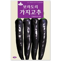 보라도리 가지고추 씨앗 10립