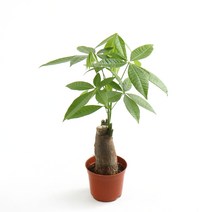 갑조네 공기정화식물 생화 화분 인테리어 식물 미세먼지제거 먼지정화, 파키라(소품), 1개