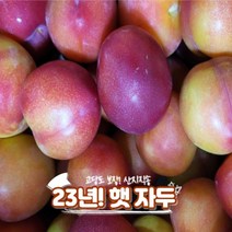 산지직송 김천 햇 자두 도담 추희 왕자두, 특 2kg, 1개