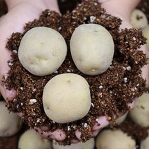 땅속 사과 뽀얀속살 포슬포슬 괴산수미감자 대왕 10kg, 수미감자 대왕 10kg, 상세페이지 참조