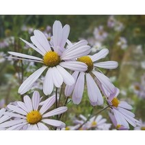 분홍구절초 3포트(1포트 최소 3뿌리 이상), 30