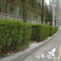 [나무인] 쥐똥나무 1.2미터 20그루