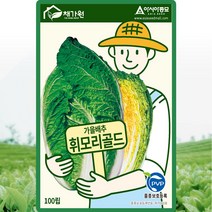 휘모리골드 배추 씨앗 김장 배추 씨 가을 종자 100립, 단품