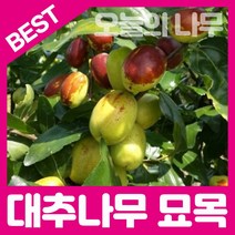 합리적 가격의 다왕자오 대추묘목(사과대추 수퍼왕대추 토종복조대추), 토종복조대추(약대추) 접목묘 특묘