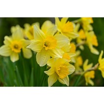 수입 수선화구근 지금 심는 구근 노랑수선화구근 5개(mc), 5개