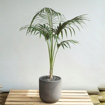 플라워바인 겐차야자 켄차야자 빈티지다크그레이화분 개업식물배달 서울당일배송, 추가+3천원, 기본서랍식