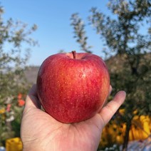 사과 안동사과 햇 부사 흠집 5KG, 2.가정용흠과5kg, 중과15-16과