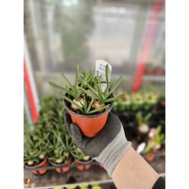 구근식물 무스카리 무스커리 소품 10-25cm 32