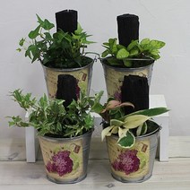 행복한세상 틴 숯정원, 호야, 1개, 1개