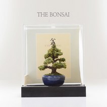 프로디아 미니여쳐 분재 소나무 삼나무 장식모형, 선택03 삼나무 (청색 둥근화분)