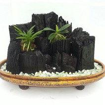 희망참숯농원 국산백탄참숯숯부작, 1개