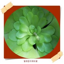 행복한정원 식충식물, 벌레잡이제비꽃