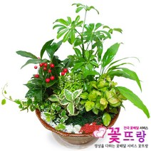 모듬식물(중) 공기정화식물 관엽식물 전국꽃배달서비스 개업화분/축하선물, 모듬식물, 1개