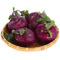 23년수확 제주 햇 콜라비, 1box, 콜라비10kg
