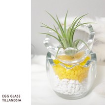 오렌지나무 독특한 디자인 화분 달걀 틸란드시아 GIFT SET, 16_우드코스터(소)