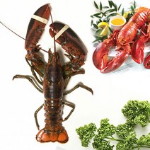 이강크랩 살아있는 활 랍스타 바닷가재, 1마리, 3.0kg