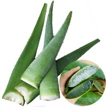 [프레시멘토] 수분가득 거제도 생 알로에 5kg, 1box