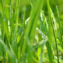 [캔들이케아] 천연 비누 만들기 재료 DIY 모음 비누베이스 / 기타재료, E.O 시트로넬라-10ml