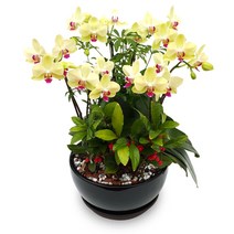 웰컴플라워 동양난 서양난 동서양난, 15 노랑호접(대), 1개