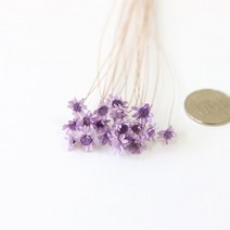 로맨틱노벰버 드라이플라워 프리저브드플라워, 스타플라워 퍼플(15송이)