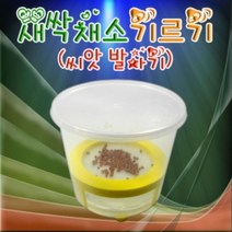 새싹채소기르기(씨앗발아기)