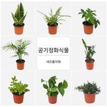 네오플라워 공기정화식물 꽃화분 허브, A25.관음죽